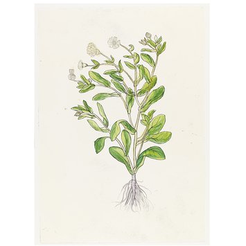 Print - The History of Plants, according to women, children and students; Calendula Officinalis