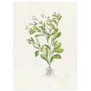 Print - The History of Plants, according to women, children and students; Calendula Officinalis