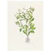 Print - The History of Plants, according to women, children and students; Calendula Officinalis Print - The History of Plants, according to women, children and students; Calendula Officinalis
