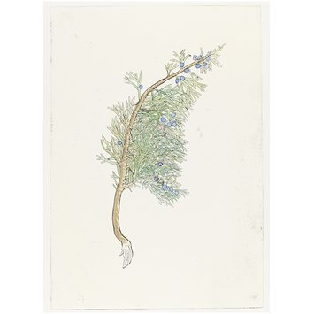 Print - The History of Plants, according to women, children and students; Juniperus Sabina