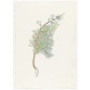 Print - The History of Plants, according to women, children and students; Juniperus Sabina