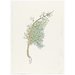 Print - The History of Plants, according to women, children and students; Juniperus Sabina