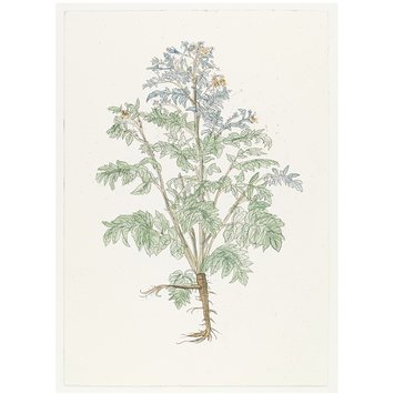 Print - The History of Plants, according to women, children and students; Pastinaca Sativa
