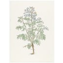 Print - The History of Plants, according to women, children and students; Pastinaca Sativa