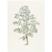 Print - The History of Plants, according to women, children and students; Pastinaca Sativa Print - The History of Plants, according to women, children and students; Pastinaca Sativa