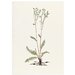 Print - The History of Plants, according to women, children and students; Aliperouia Vulgaris