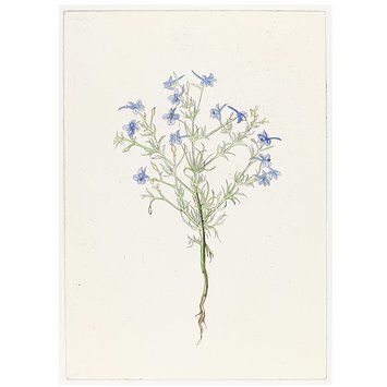 Print - The History of Plants, according to women, children and students; Delphinum Consolida