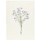 Print - The History of Plants, according to women, children and students; Delphinum Consolida Print - The History of Plants, according to women, children and students; Delphinum Consolida
