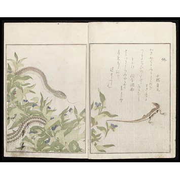 Page - Picture Book: Selected Insects; Gahon Mushi-erami