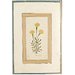 Painting - a marigold plant Painting - a marigold plant