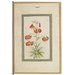 Painting - a martagon lily