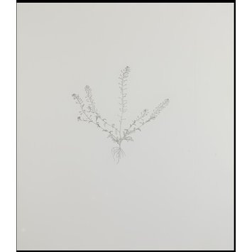 Print - Shepherds Purse 2; Nourishment Print - Shepherds Purse 2; Nourishment