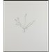 Print - Shepherds Purse 2; Nourishment Print - Shepherds Purse 2; Nourishment