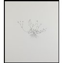 Creeping Buttercup; Nourishment (Print)