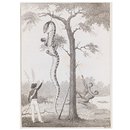 The Skinning of the Aboma Snake, shot by Capt. Stedman (Print)