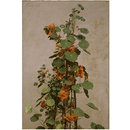 Oil painting - Nasturtiums; Capucines; Tropaeolum majus