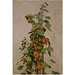 Oil painting - Nasturtiums; Capucines; Tropaeolum majus