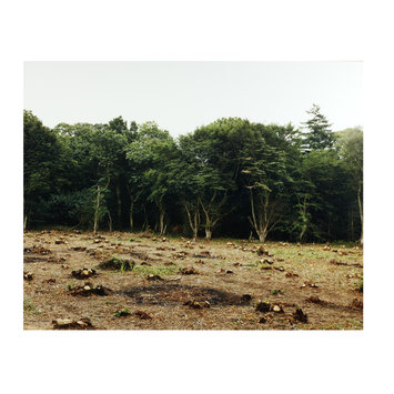 Photograph - Coppice, (King's Wood) Photograph - Coppice, (King's Wood)
