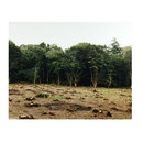 Photograph - Coppice, (King's Wood) Photograph - Coppice, (King's Wood)