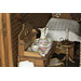 Dolls' house - Bettiscombe; Miss Pinney's House Dolls' house - Bettiscombe; Miss Pinney's House