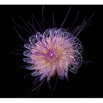 Ring - Cornflower, Centaurea cyanus