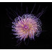 Ring - Cornflower, Centaurea cyanus