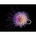 Ring - Cornflower, Centaurea cyanus