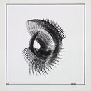 Nautilus (Photograph)