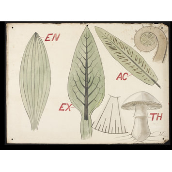 Drawing - Botanical diagram Drawing - Botanical diagram