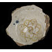 Bowl fragment