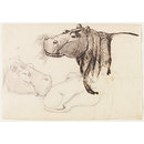 Drawing - Study of a Hippopotamus, head and shoulders