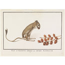 Watercolour - Rat dEgypte apellé en Arabe Gérbouh; Jerboa or Desert Rat Watercolour - Rat dEgypte apellé en Arabe Gérbouh; Jerboa or Desert Rat