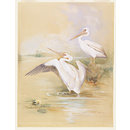 Watercolour - A pair of White Pelicans Watercolour - A pair of White Pelicans