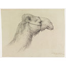 Head of a Camel (Drawing) Head of a Camel (Drawing)