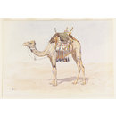 Female Riding Camel (Watercolour) Female Riding Camel (Watercolour)