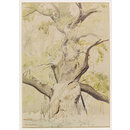Lassington Oak; Recording Britain (Watercolour) Lassington Oak; Recording Britain (Watercolour)