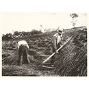 Faucheurs, Somme (Photograph) Faucheurs, Somme (Photograph)