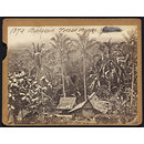 Photograph - Batavia Forest Scene Photograph - Batavia Forest Scene