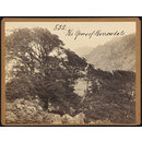 The Yews of Borrowdale (Photograph)