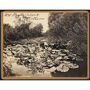 Bulls Island.  R. Thames (Photograph)