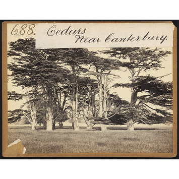 Photograph - Cedars near Canterbury