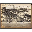 Photograph - Cedars near Canterbury