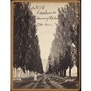 Cashmere.  Avenue of Poplars (1,700 Trees) (Photograph)