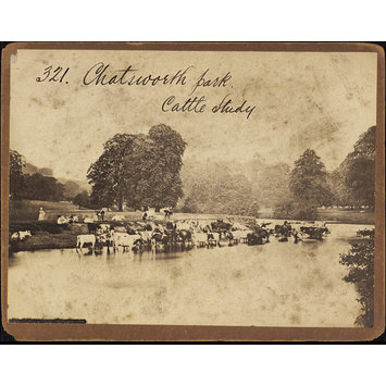 Photograph - Chatsworth Park. Cattle Study Photograph - Chatsworth Park. Cattle Study