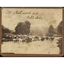 Chatsworth Park. Cattle Study (Photograph) Chatsworth Park. Cattle Study (Photograph)