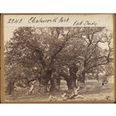 Chatsworth Park. "Oak Study" (Photograph) Chatsworth Park. "Oak Study" (Photograph)