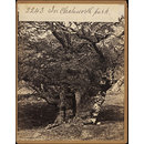 In Chatsworth Park (Photograph) In Chatsworth Park (Photograph)