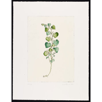 Print - The History of Plants, according to women, children and students; Aristolochia Clematis Print - The History of Plants, according to women, children and students; Aristolochia Clematis