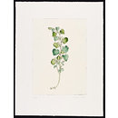 The History of Plants, according to women, children and students; Aristolochia Clematis (Print)