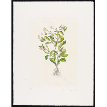 Print - The History of Plants, according to women, children and students; Calendula Officinalis Print - The History of Plants, according to women, children and students; Calendula Officinalis